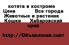 котята в костроме › Цена ­ 2 000 - Все города Животные и растения » Кошки   . Хабаровский край